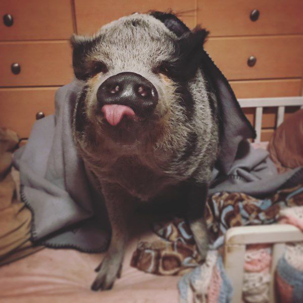 🏆 Second place critter: Charlotte